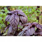Rare BELLFARM Purple Sweet Basil with Giant Leaves 100 Seeds