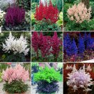 Rare BELLFARM Mixed 9 Colors Astilbe Chinensis Seeds 100PCS