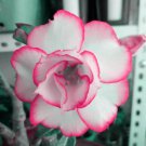 Rare BELLFARM Adenium White Petals Rose Red Edge Flowers Bonsai Desert Rose Seeds 2 PCS
