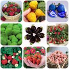 Rare BELLFARM 9 Packs Strawberry Seeds Organic & Hybrid Edible Roman