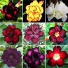 Rare BELLFARM 20 PCS Adenium Seeds Black Yellow White Series