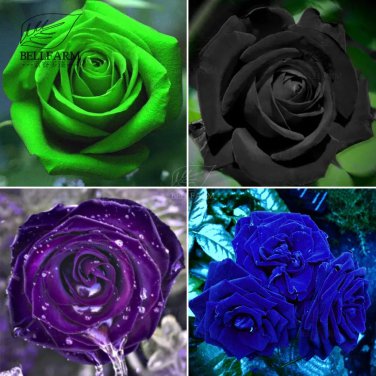 Rare BELLFARM Mixed Rose 4 Types of Blue Black Purple Blue Rose Flowers 50 Seeds