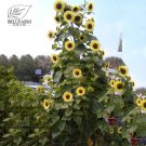 Rare Lemon Queen Sunflower Helianthus annuus 20 Seeds