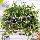 Rare BELLFARM 100PCS Hanging Bonsai Fuchsia Perennial Flowers Seeds