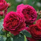 Rare BELLFARM Rare Heathcliff Dark Red Cupped Double Rose 50 Fresh Seeds