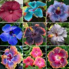 Rare BELLFARM 20PCS Hibiscus Rosa-sinensis Perennial Flower Seeds