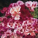 Rare BELLFARM Clarkie Godetia Double Azalea Strain 50 Fresh Seeds
