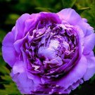 Rare BELLFARM 5 Seeds Heirloom Big-leaf Hydrangea Purple Peony Tree Flowers