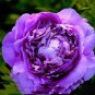 Rare BELLFARM 5 Seeds Heirloom Big-leaf Hydrangea Purple Peony Tree Flowers