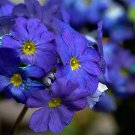 Rare BELLFARM 100 Seeds Giant Dark Blue & Light Blue Flax Linum Usitatissimum