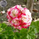 Rare BELLFARM Geranium Fire red-to-white-to-light green Big Blooms Bonsai Flowers, 10seeds