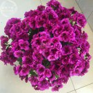 Rare BELLFARM Geranium Dark Purple 'violet butterfly' Perennial Bonsai Flowers, 10 seeds