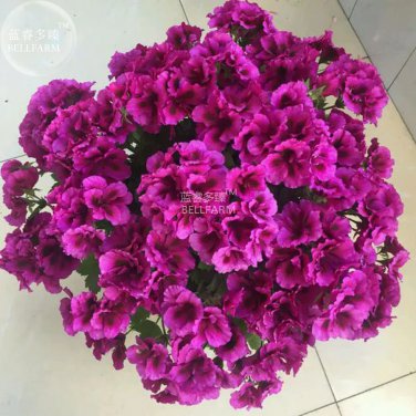 Rare BELLFARM Geranium Dark Purple 'violet butterfly' Perennial Bonsai Flowers, 10 seeds