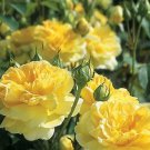 Rare BELLFARM Heirloom Yellow Upright Fragrant Tea Rose Shrub Garden Flower 50 Seeds