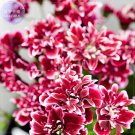 Rare BELLFARM Geranium 'Quantoki May' Angel Dark Red Double Petals White Edge Bonsai Flowers, 10pcs