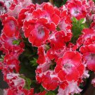 Rare BELLFARM Geranium Red Corrugated Double Petals with White Centre Flowers Seeds, 10 Seeds