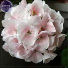 Rare BELLFARM Geranium White-to-light pink Hydrangea-typed Bonsai Flowers, 10 seeds