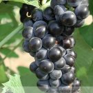 Rare BELLFARM Valiant Black Grape Seeds 100PCS Juice Jelly Table Grape Plant