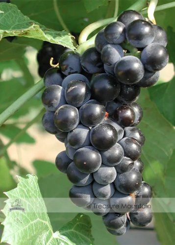 Rare BELLFARM Valiant Black Grape Seeds 100PCS Juice Jelly Table Grape Plant