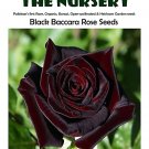 Rare BELLFARM Black Baccara Rose Seeds, 50 PCS, Professional Pack