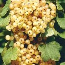 Rare BELLFARM Fresh White Currant Seeds, 20 Seeds