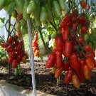 Rare BELLFARM 50PCS Heirloom Ukraine Kibits Tomato Seeds