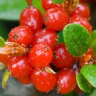 Rare BELLFARM Rare Wild Buffalo Berry Hardy Plant Seeds, 20 PCS Shepherdia Canadensis