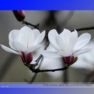 Rare BELLFARM White Yulan Magnolia Tree Seeds, 10 Seeds