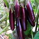 Rare BELLFARM Organic Heirloom Eggplant Aubergine Little Fingers Solanum Melongena 100 Seeds