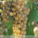 Rare BELLFARM LaCrescent Golden Brown Grape 100 Seeds White Grape Wine Mateial