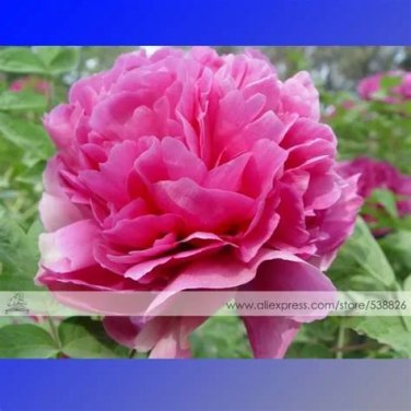 Rare BELLFARM Red Rockii Tree Peony Garden Flowers 5 Seeds