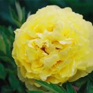 Rare BELLFARM Huang Huakui Golden Yellow Peony Flowers Seeds 5pcs