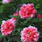 Rare BELLFARM Rare White Red Tree Peony Tree Seeds 5PCS