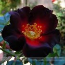 Rare BELLFARM Santiago Black Red Rose Shrub Perennial Flowers 20 Seeds