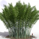 Rare BELLFARM 200+ Huge Phyllostachys Pubescens Moso Bamboo Seeds