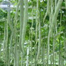 Rare BELLFARM Long Snake Gourd 'Trichosanthes cucumerina' Seeds, 4 seeds