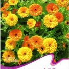 Rare 1 Original Pack, 50 Seeds / Pack, Calendula Seeds CALENDULA OFFICINALIS