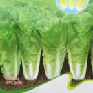 Rare Heirloom Chinese Cabbage Wong Bok Vegetable Seeds, Original Pack, 30 Seeds