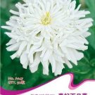 Rare 50 seeds / pack, Zinnia Youth-and-Old-Age White Flower Seed
