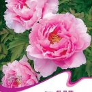Rare 6 seeds / pack, Pink Chinese Luoyang Peony Mudan Seeds