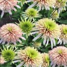 Rare BELLFARM Echinacea 'Cherry Fluff' Perennial Coneflower Seeds, 200 seeds
