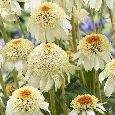 Rare BELLFARM Echinacea 'Cherry Fluff' Perennial Coneflower Seeds, 200 seeds