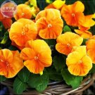Rare BELLFARM Pansy Orange Perenial Flower Seeds, 30 seeds