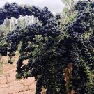 Rare BELLFARM Goji Berry Black Organic Fruits Bonsai 200 Seeds
