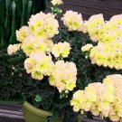 Rare BELLFARM Geranium White Double Petals with Green Centre  10 seeds