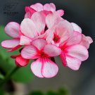 Rare BELLFARM Geranium Whitish Light Pink Single Petals 10pcs Seeds