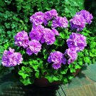 Rare BELLFARM Geranium Fully Purple Double Petals Ball Typed Flowers 10 Seeds