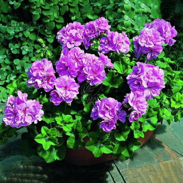 Rare BELLFARM Geranium Fully Purple Double Petals Ball Typed Flowers 10 Seeds