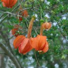 Rare BELLFARM Passiflora Parritae Huge Tubular Blooming Orange Red 15 Seeds