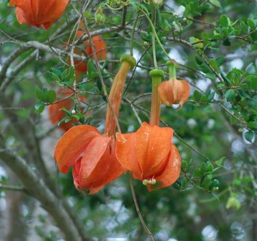 Rare BELLFARM Passiflora Parritae Huge Tubular Blooming Orange Red 15 Seeds